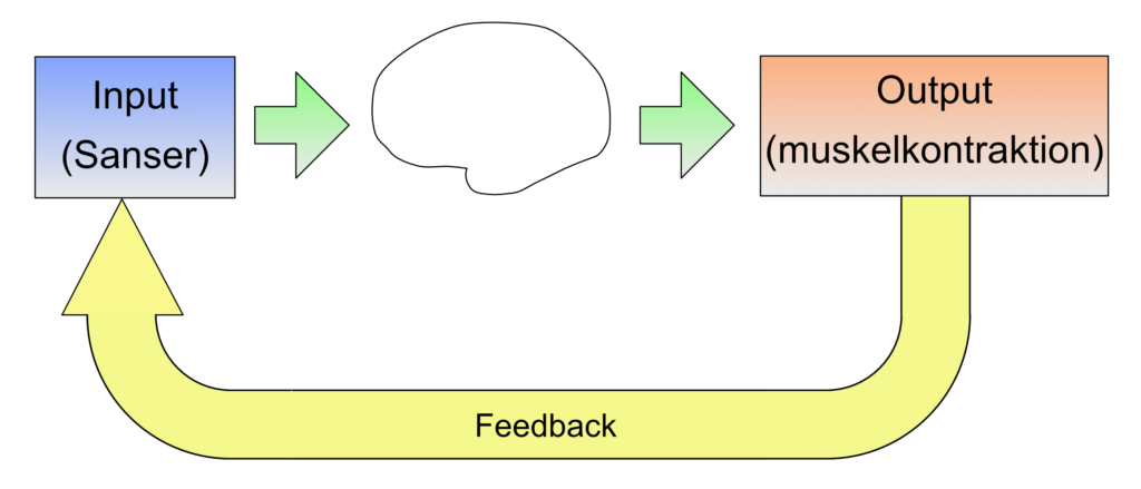 Simpel blokdiagram for det nerurologiske feedbacksystem med input i form af sanseindtryk, processering i hjernen og output i form af muskelkontraktioner. Dertil tilbageføring (feedback) af output til input.