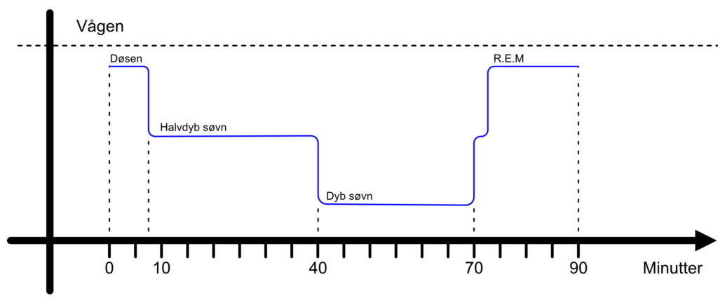 Illustration af hvordan man 'vandrer' gennem søvnens faser i første søvncyklus.